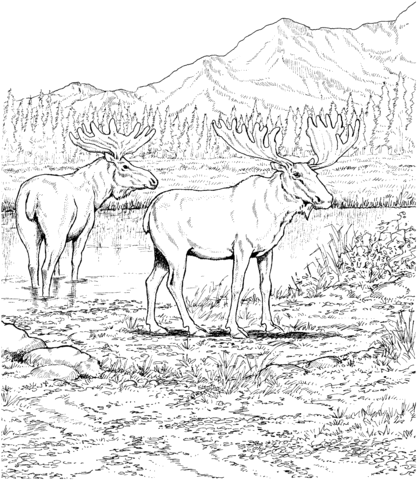 Two Moose Deers Coloring Page